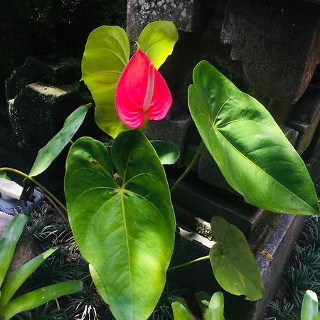 Tungeh Inn Ubud Zewnętrze zdjęcie